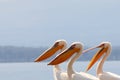 Pelicans Royalty Free Stock Photo