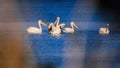 Pelicans on lake Sasyk, Ukraine Royalty Free Stock Photo