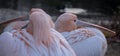 Colourful pelicans by the lake in St James`s Park, London UK. Royalty Free Stock Photo