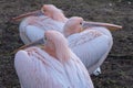 Colourful pelicans by the lake in St James`s Park, London UK. Royalty Free Stock Photo