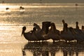 Pelicans on Lake at Sunrise