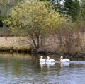 White pelicans floating in lake Royalty Free Stock Photo