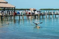 Pelicans land on wooden pier and on the water near a tiki hut with a tugboat and a pleasure boat in the distance on turquoise