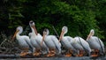 Pelicans fishing in the the river Rapids