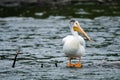 Pelicans fishing in the the river Rapids