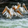 Pelicans fishing in the the river Rapids