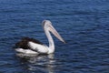 Pelicans looking for a feed at Narooma