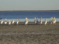 Pelicans