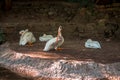 Pelicans lounging in the shade at the zoo on a summer day Royalty Free Stock Photo