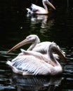 Pelicans  in the Lyon Zoo  within the Parc de la Tete d'Or Royalty Free Stock Photo