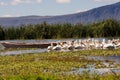 Pelicans in marsh Royalty Free Stock Photo