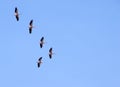 Pelicans migrating