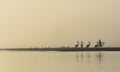 Pelicans on Nudgee beach in Australia. Royalty Free Stock Photo