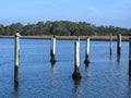 Pelicans and other birds sitting on poles at the beach. Royalty Free Stock Photo