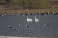 Pelicans and other water birds swimming in a lake