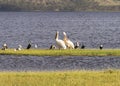Pelicans and other waterbirds Royalty Free Stock Photo