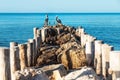 Pelicans out of focus on a stone pier with blue ocean water around, Chelem, Mexico Royalty Free Stock Photo