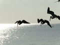 Pelicans over the Gulf of Mexico