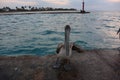 Pelicans, Pelecanus feel great on a tropical beach in Varadero, Cuba 2019 Royalty Free Stock Photo