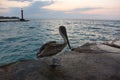 Pelicans, Pelecanus feel great on a tropical beach in Varadero, Cuba 2019 Royalty Free Stock Photo