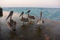 Pelicans, Pelecanus feel great on a tropical beach in Varadero, Cuba 2019 Royalty Free Stock Photo