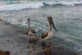 Pelicans, Pelecanus feel great on a tropical beach in Varadero, Cuba 2019 Royalty Free Stock Photo