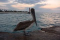 Pelicans, Pelecanus feel great on a tropical beach in Varadero, Cuba 2019 Royalty Free Stock Photo