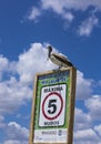 Pelicans Pelecanus are a genus of pelecaniformes aquatic birds belonging to the monotypic family Pelecanidae