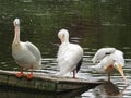 3 pelicans Royalty Free Stock Photo