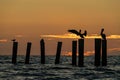 Pelicans perched atop wooden poles as the sun sets on the horizon Royalty Free Stock Photo