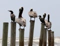 Pelicans perched on poles Royalty Free Stock Photo