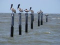 Pelicans Perched on Posts