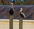 Pelicans perched on wooden posts in outdoor environment Royalty Free Stock Photo