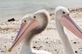 Pelicans on Phillip Island in Victoria, Australia