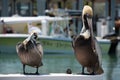 Pelicans at the Pier. Key West, Florida Royalty Free Stock Photo