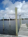 Pelicans on pier poles Royalty Free Stock Photo