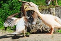Pelicans pink are a large water birds. Two pelican fighting for food. Royalty Free Stock Photo