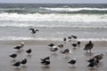 Pelicans at Pismo Beach, California