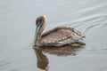 Pelicans in Huntington Beach State Park, South Carolina