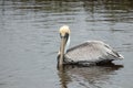 Pelicans in Huntington Beach State Park, South Carolina