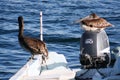 Pelicans posing on a small fishing boat