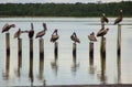 Pelicans on the posts of a pier at the beach Royalty Free Stock Photo