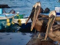 Pelicans at the Puerto Ayora fish market, on Isla Santa Cruz, Galapagos Islands Royalty Free Stock Photo