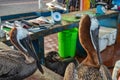 Pelicans at the Puerto Ayora fish market, on Isla Santa Cruz, Galapagos Islands Royalty Free Stock Photo