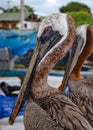 Pelicans at the Puerto Ayora fish market, on Isla Santa Cruz, Galapagos Islands Royalty Free Stock Photo