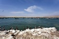 Pelicans - Reserva National de Paracas national park in Ica Peru, South America