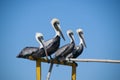 Pelicans rest balanced on a wooden pole