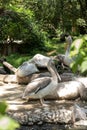 Pelicans resting and enjoying a sunny day at Zoo,  Vienna,  Austria Royalty Free Stock Photo