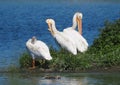 Pelicans Resting On Grass At Edge Of Lake