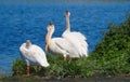 Pelicans Resting On Grass At Edge Of Lake